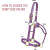 Breakaway Horse Halter, Supple Leather Crown, Adjustable Chin & Throat Snap Halters for Horses, Equine Tack(Purple)