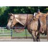 Weaver Leather ProTack Oiled Split Rein, 5/8-Inch x 8-Feet, Brown