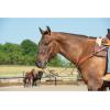 Weaver Leather unisex adult western-equestrian-style Stacy Protack b band, Brown, One Size US