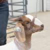 Weaver Leather Livestock Adjustable Brahma Webb Goat Halter(Small)