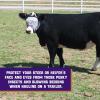Weaver Livestock Cattle Fly Mask, Adjustable Mesh-Covered Cow Mask, Protective Herd Gear for Trailer Use, Gray/Purple, One Size Fits Most Cattle