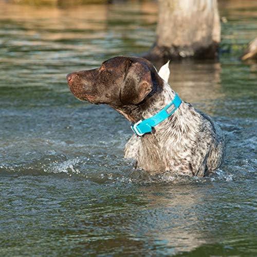 imageTerrain DOG Brahma Webb Dog Collar