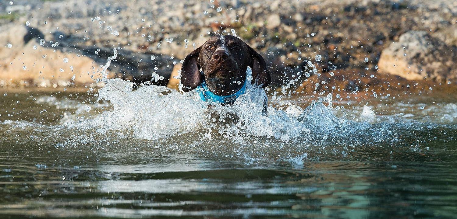 imageTerrain DOG Brahma Webb Dog Collar