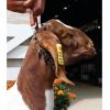 Weaver Leather Pronged Chain Goat Collar(Chestnut)