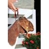 Weaver Leather Livestock Leather & Chain Goat Collar